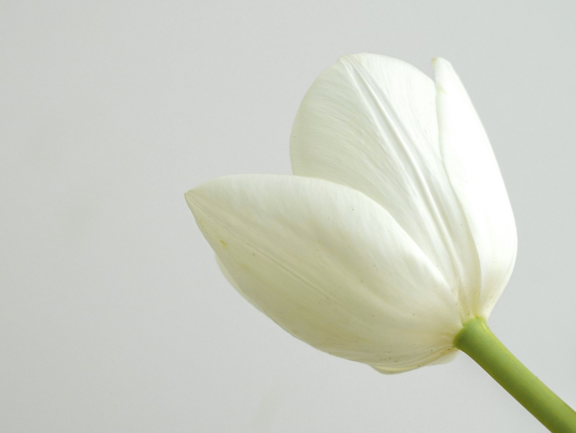 Tulp - World of white - fotografe Nirky Postema